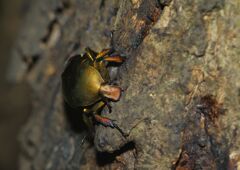 秋思　カナブン