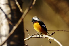野鳥を探して　ジョウビタキ　♂