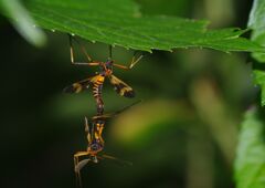 行秋　ガガンボ？