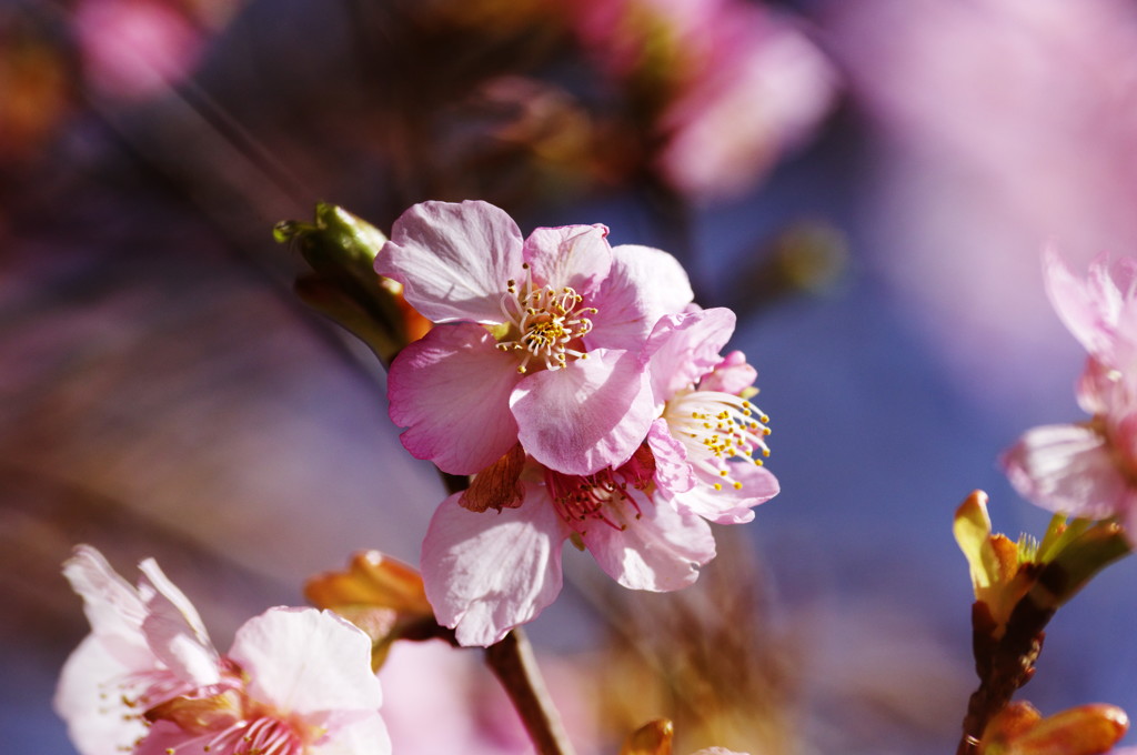 春を探して　河津桜　Ⅲ