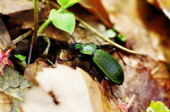 春爛漫　オサムシ？