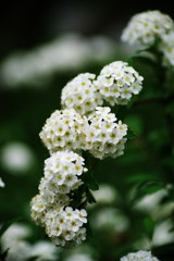 春の息吹　コデマリ