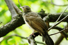 野鳥を探して　ヒヨドリ