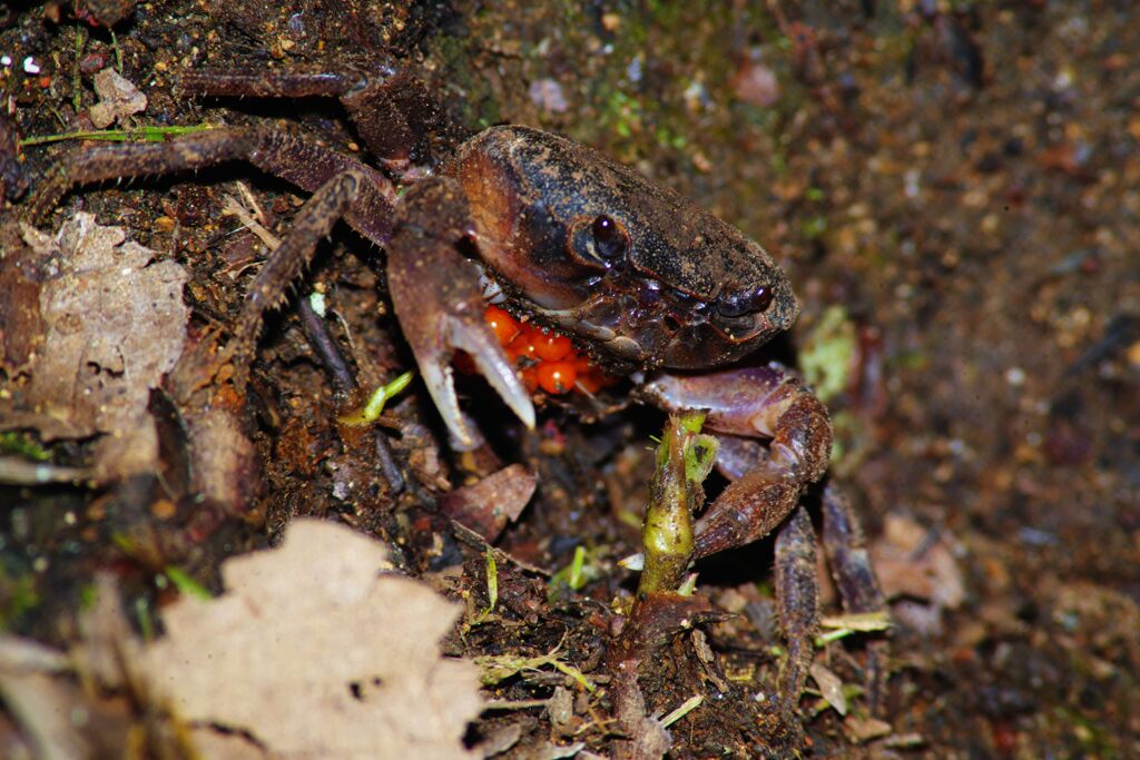 蝉時雨　サワガニ？