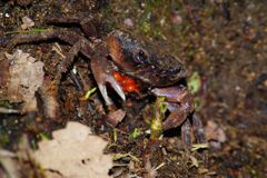 蝉時雨　サワガニ？