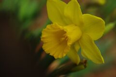 春燐　スイセン