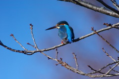 野鳥を探して　カワセミ　Ⅲ