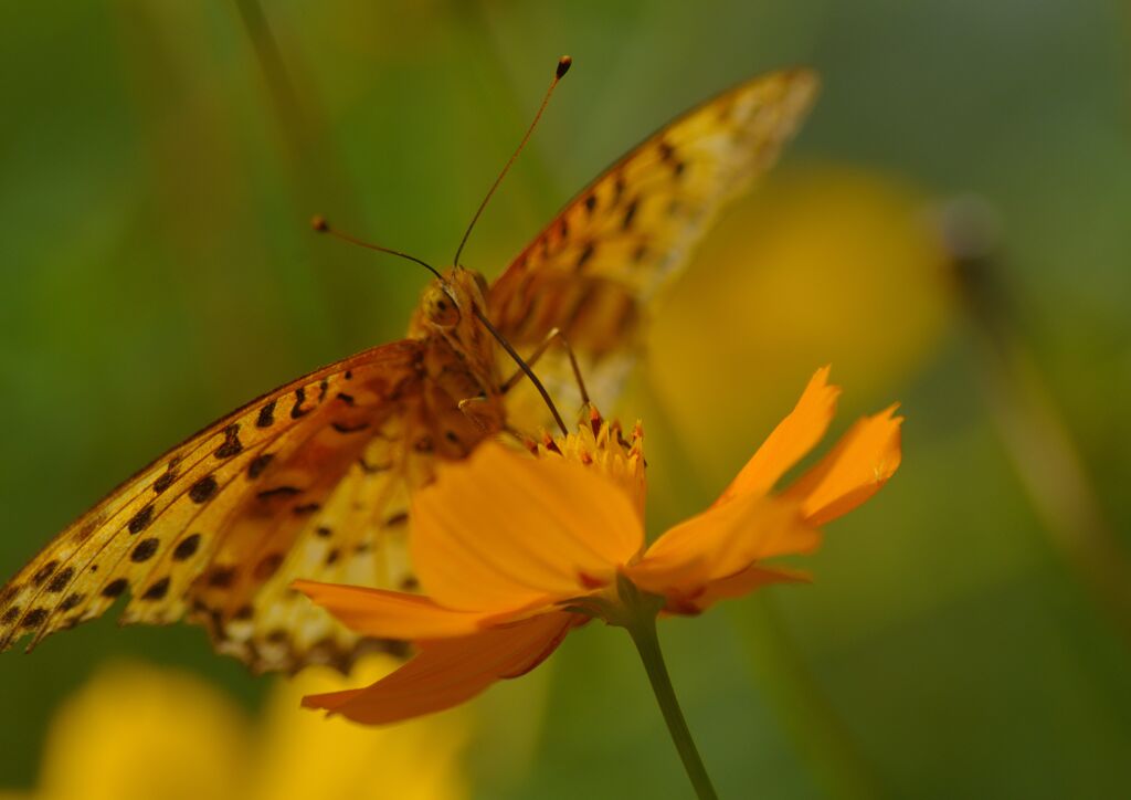 ヒョウモンチョウ