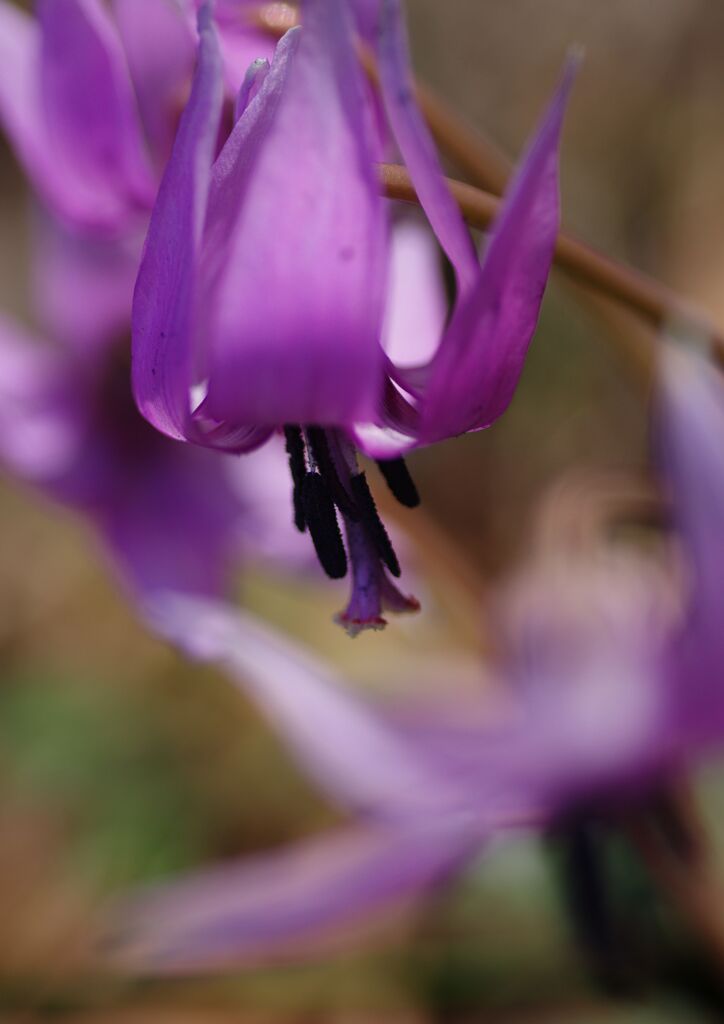 シクラメン　Ⅱ