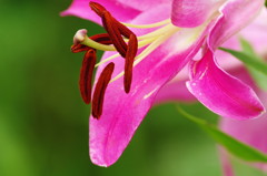 初夏を求めて　ユリ