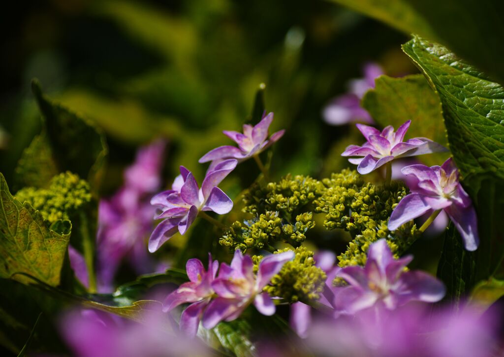 紫陽花.　Ⅱ