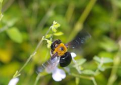 仲夏　クマバチ　Ⅱ