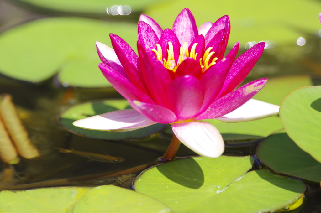 初夏を探して　スイレン　Ⅱ