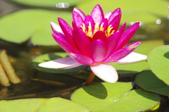 初夏を探して　スイレン　Ⅱ