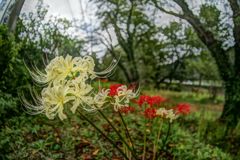 虫時雨　ヒガンバナ白