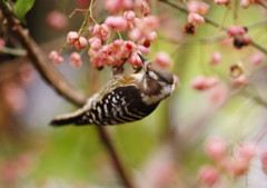 野鳥を探して　コゲラ　Ⅳ