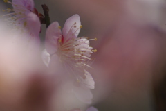白梅