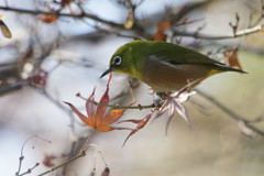 野鳥を探して　メジロ　Ⅱ