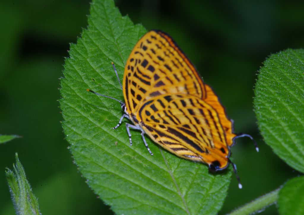 仲夏　ウラナミアカシジミ？