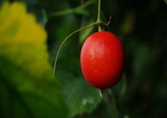 寒露　カラスウリ