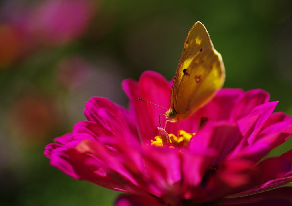 虫時雨　モンキチョウ　Ⅱ