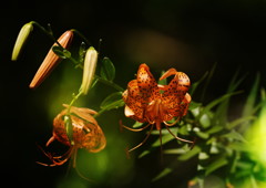 初夏　オニユリ