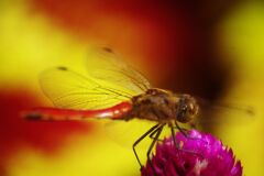 　白露　アキアカネ