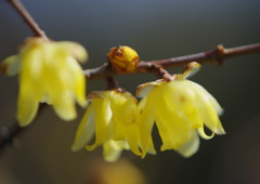 仲春　ロウバイ