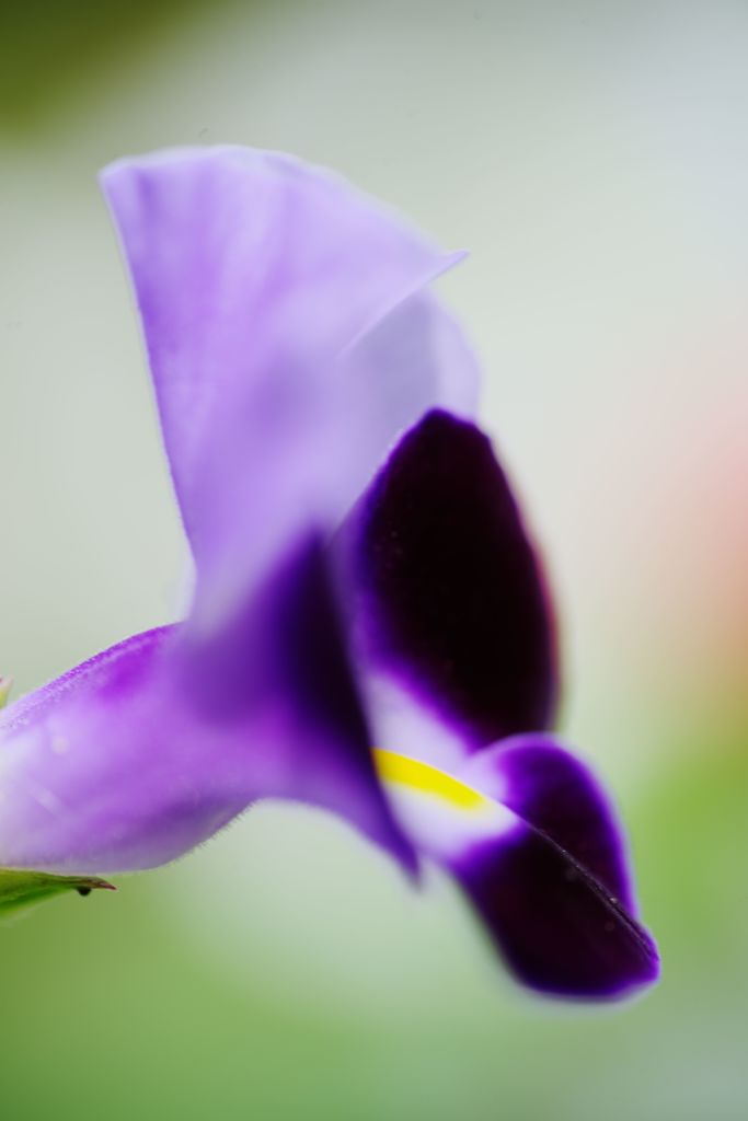虫時雨　花？？？　Ⅱ