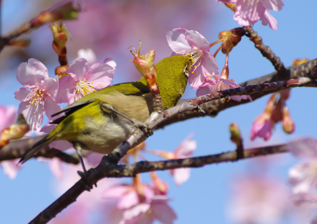 野鳥を探して　メジロ　Ⅱ