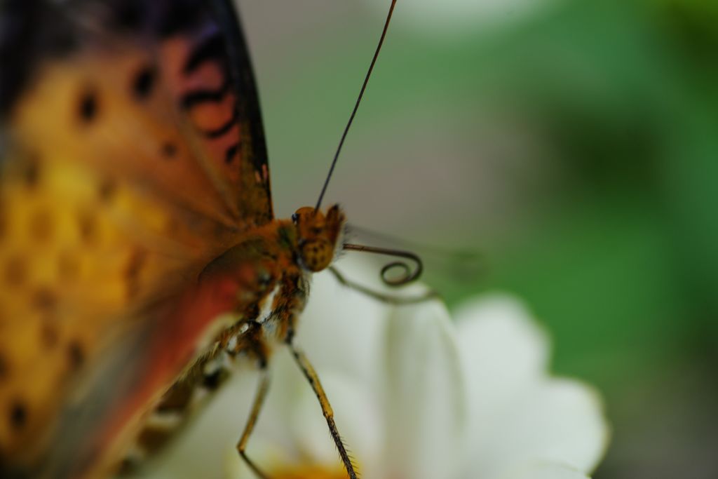 行秋　ヒョウモンチョウ