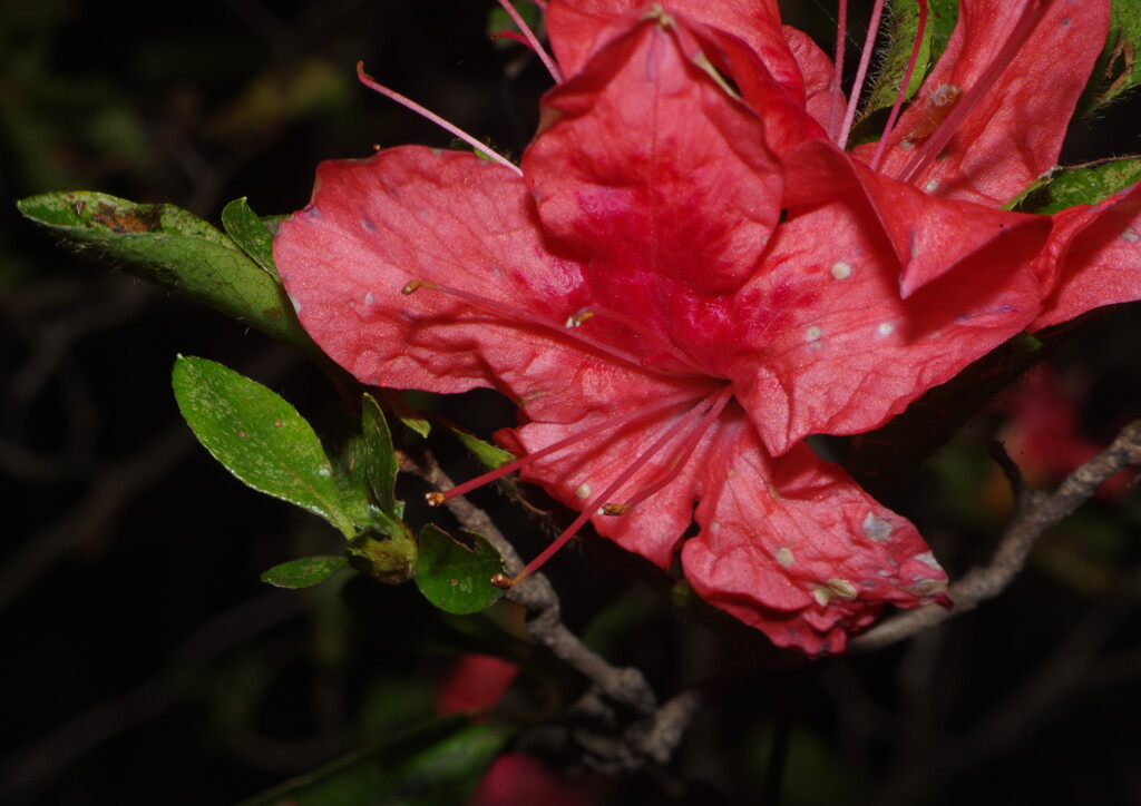 落日　山つつじ