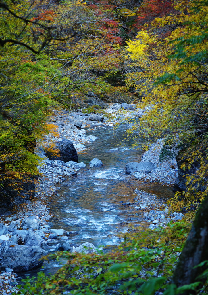 千秋楽　中津川