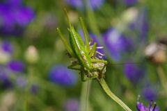 立夏　バッタ　Ⅱ