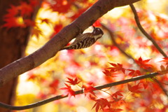 野鳥を探して　コゲラ　Ⅱ