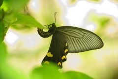 花と虫達　オナガアゲハ　Ⅱ