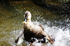 野鳥を探して　カモ？