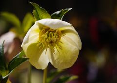 春光　クリスマスローズ　Ⅱ