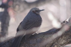 野鳥を追って　ヒヨドリ