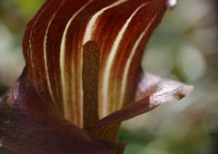 春風　マムシグサ  Ⅱ