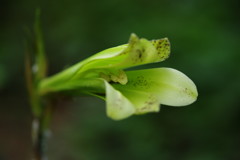 晩夏　ウバユリ　Ⅲ