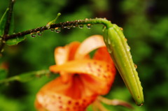 初夏を探して　オニユリ
