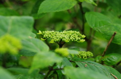 春爛漫　アジサイ