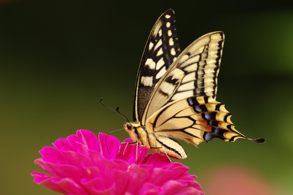 虫達を追って　アゲハチョウ