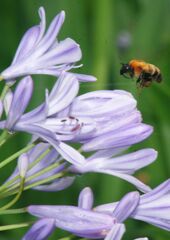 青楓　アバガンサス