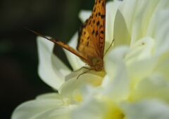 ヒョウモンチョウ