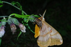 落日　ヤマアザミに蛾　Ⅲ