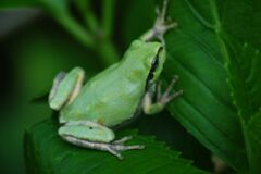 清涼　カエル　Ⅱ