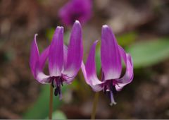 春風　シクラメン　Ⅱ