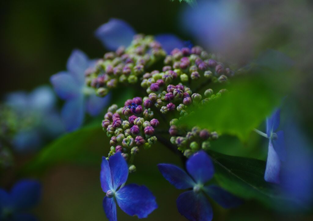紫陽花